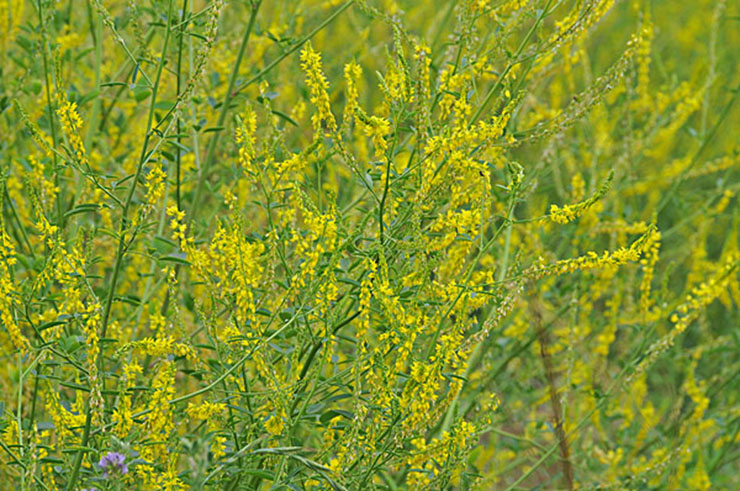 黄花草木樨.jpg