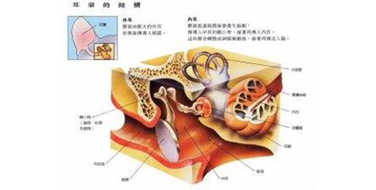 狗的耳朵结构.jpg