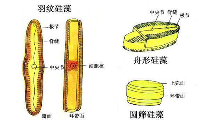 硅藻门.jpg