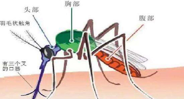 蚊子形态结构.jpg