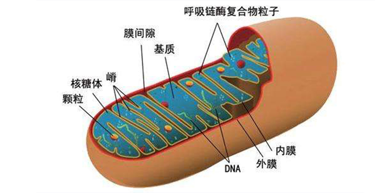 线粒体.jpg