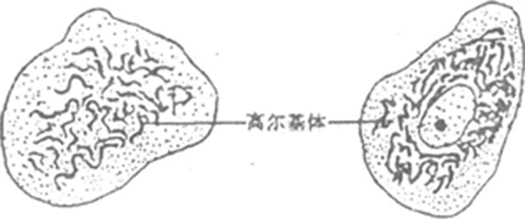 高尔基复合体.jpg