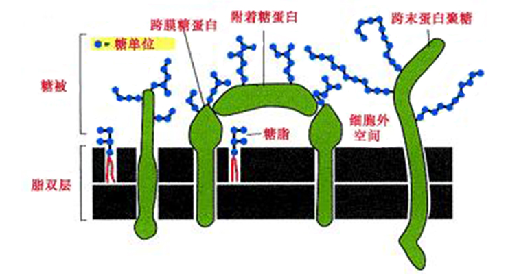 糖被.jpg