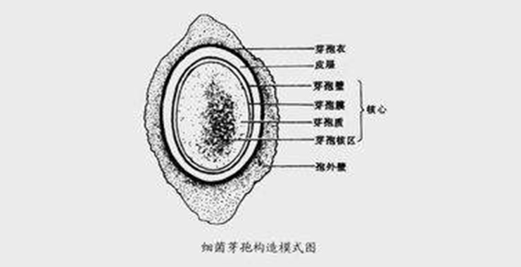 芽孢结构.jpg