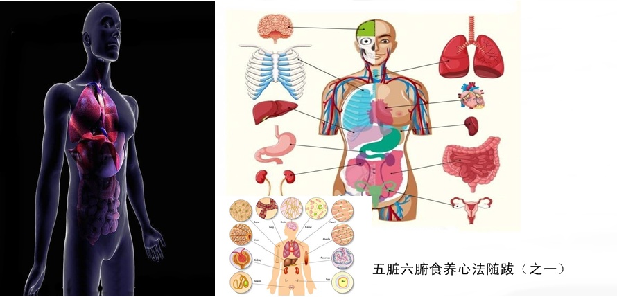 牡丹小青柑与五脏六腑健康25.jpg