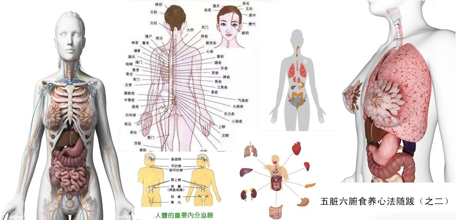 牡丹小青柑与五脏六腑健康26.jpg