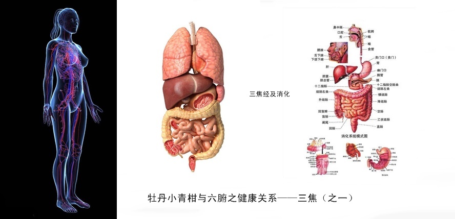 牡丹小青柑与五脏六腑健康23.jpg