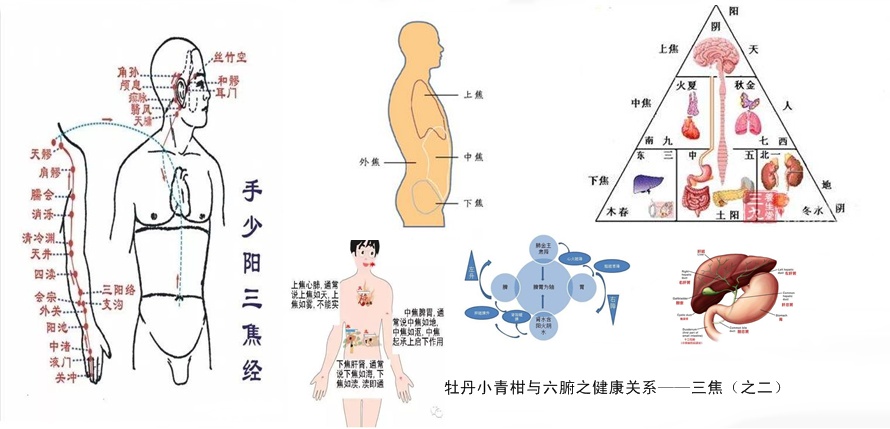 牡丹小青柑与五脏六腑健康24.jpg