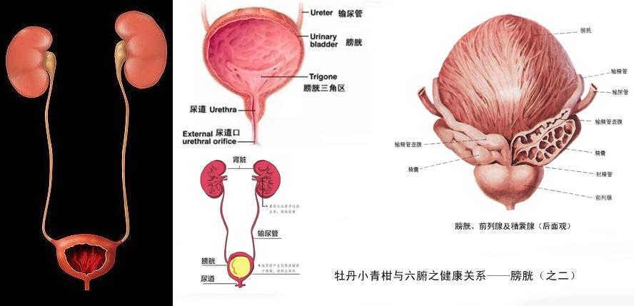 牡丹小青柑与五脏六腑健康22.jpg