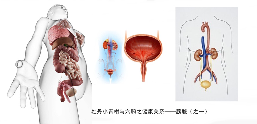 牡丹小青柑与五脏六腑健康21.jpg