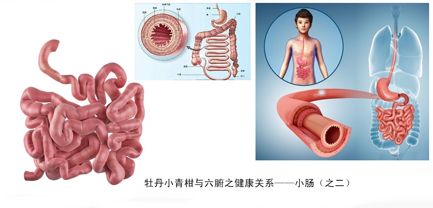 牡丹小青柑与五脏六腑健康18.jpg