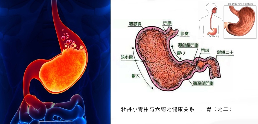 牡丹小青柑与五脏六腑健康16.jpg