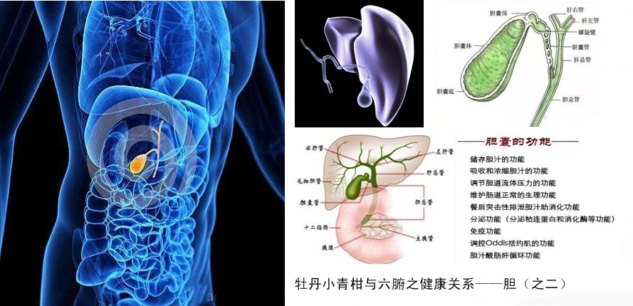 牡丹小青柑与五脏六腑健康14.jpg