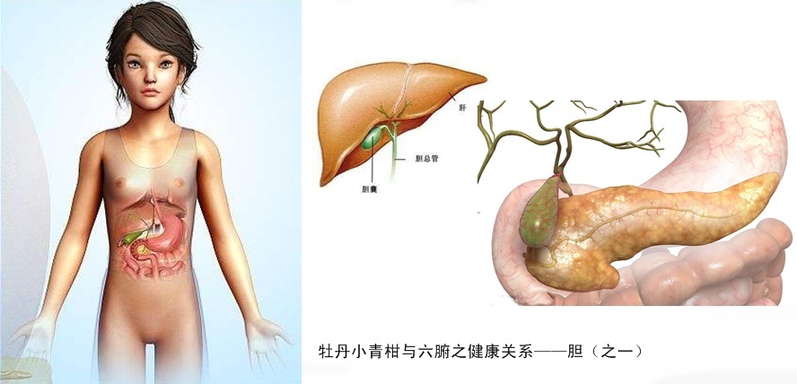 牡丹小青柑与五脏六腑健康13.jpg