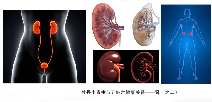 牡丹小青柑与五脏六腑健康12.jpg