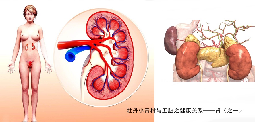 牡丹小青柑与五脏六腑健康11.jpg