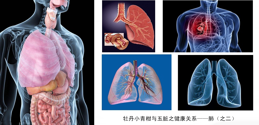 牡丹小青柑与五脏六腑健康10.jpg