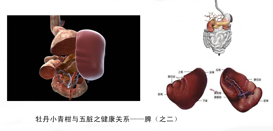 牡丹小青柑与五脏六腑健康8.jpg