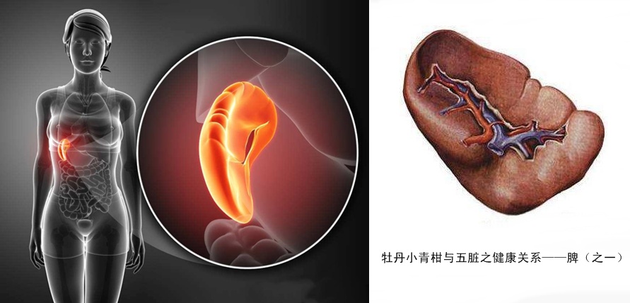 牡丹小青柑与五脏六腑健康7.jpg