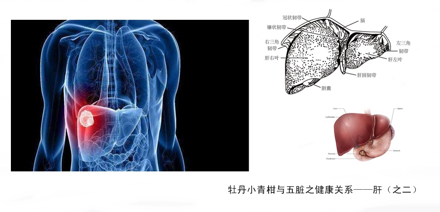 牡丹小青柑与五脏六腑健康6.jpg