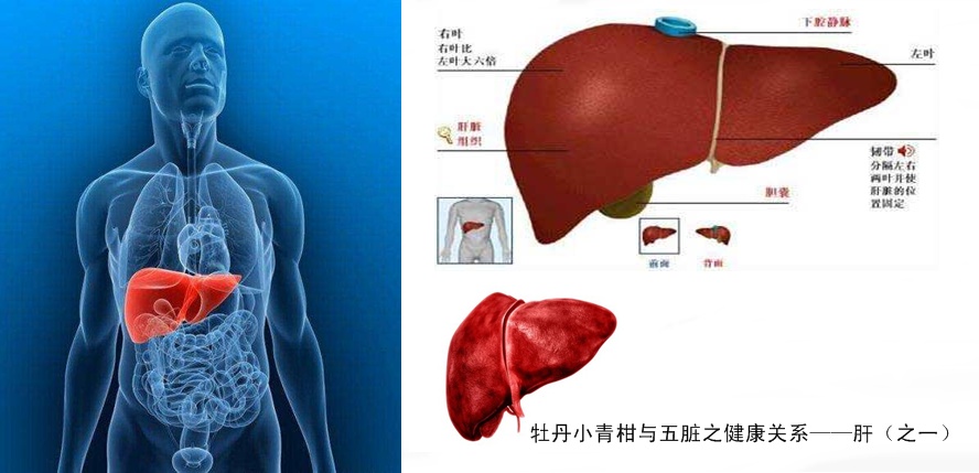 牡丹小青柑与五脏六腑健康5.jpg