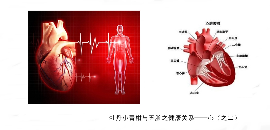 牡丹小青柑与五脏六腑健康4.jpg