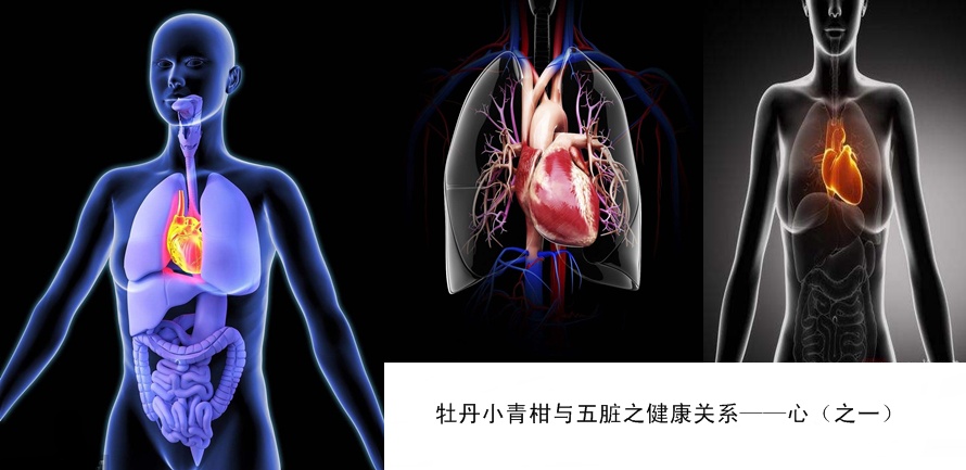 牡丹小青柑与五脏六腑健康3.jpg