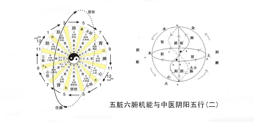 牡丹小青柑与五脏六腑健康2.jpg