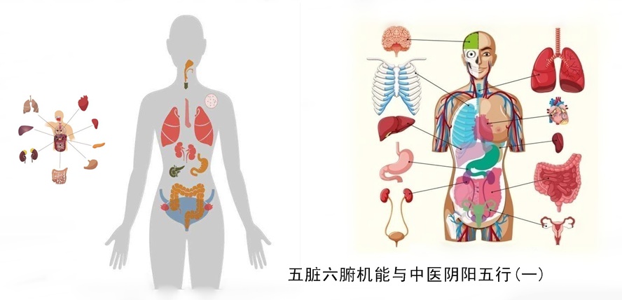 牡丹小青柑与五脏六腑健康1.jpg